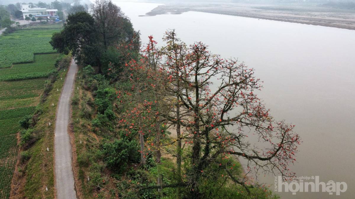 Hàng gạo đỏ thắm bên hữu ngạn sông Hồng