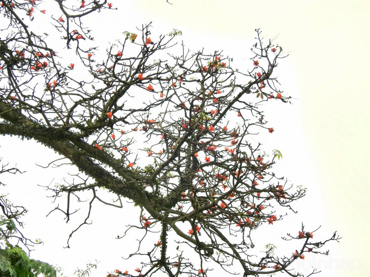 Hàng gạo đỏ thắm bên hữu ngạn sông Hồng