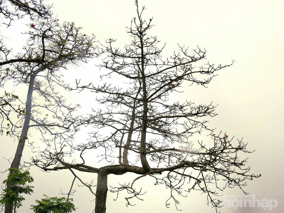 Hàng gạo đỏ thắm bên hữu ngạn sông Hồng