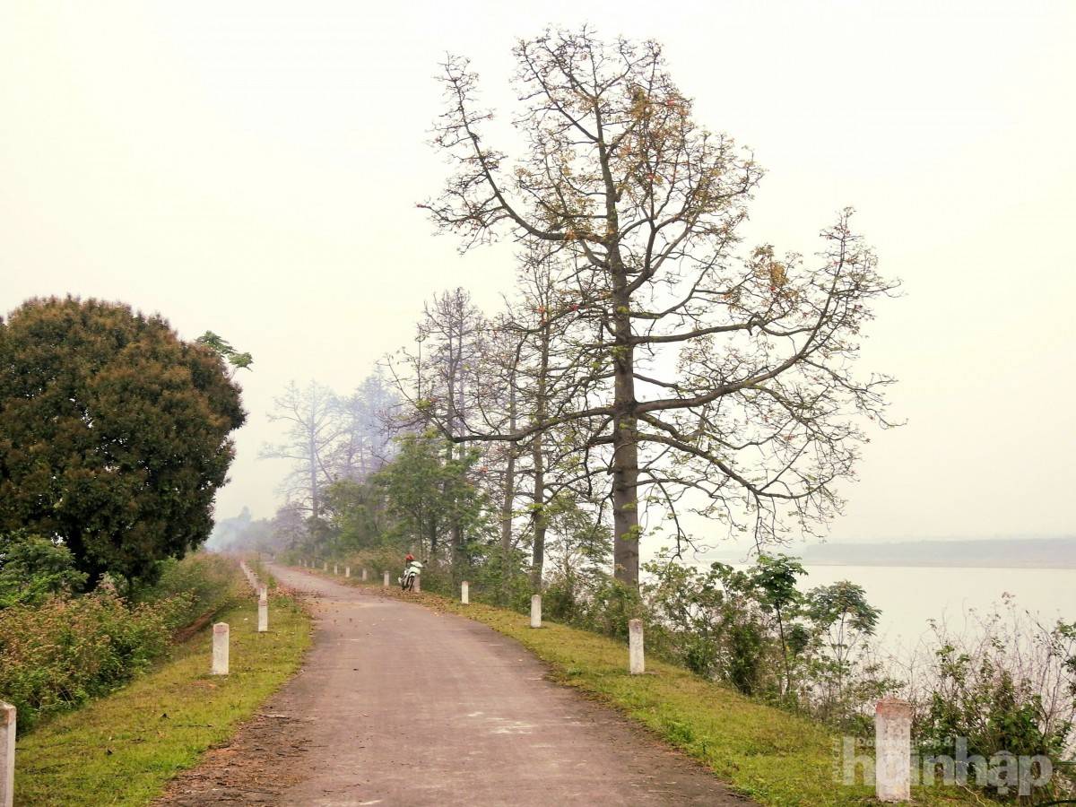 Hàng gạo đỏ thắm bên hữu ngạn sông Hồng