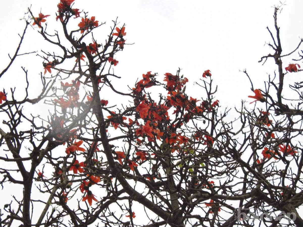 Hàng gạo đỏ thắm bên hữu ngạn sông Hồng