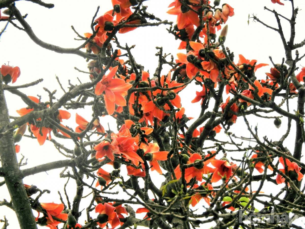 Hàng gạo đỏ thắm bên hữu ngạn sông Hồng