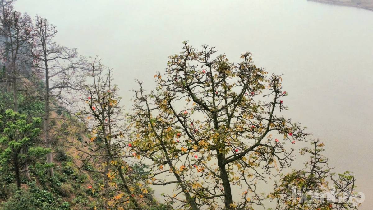 Hàng gạo đỏ thắm bên hữu ngạn sông Hồng