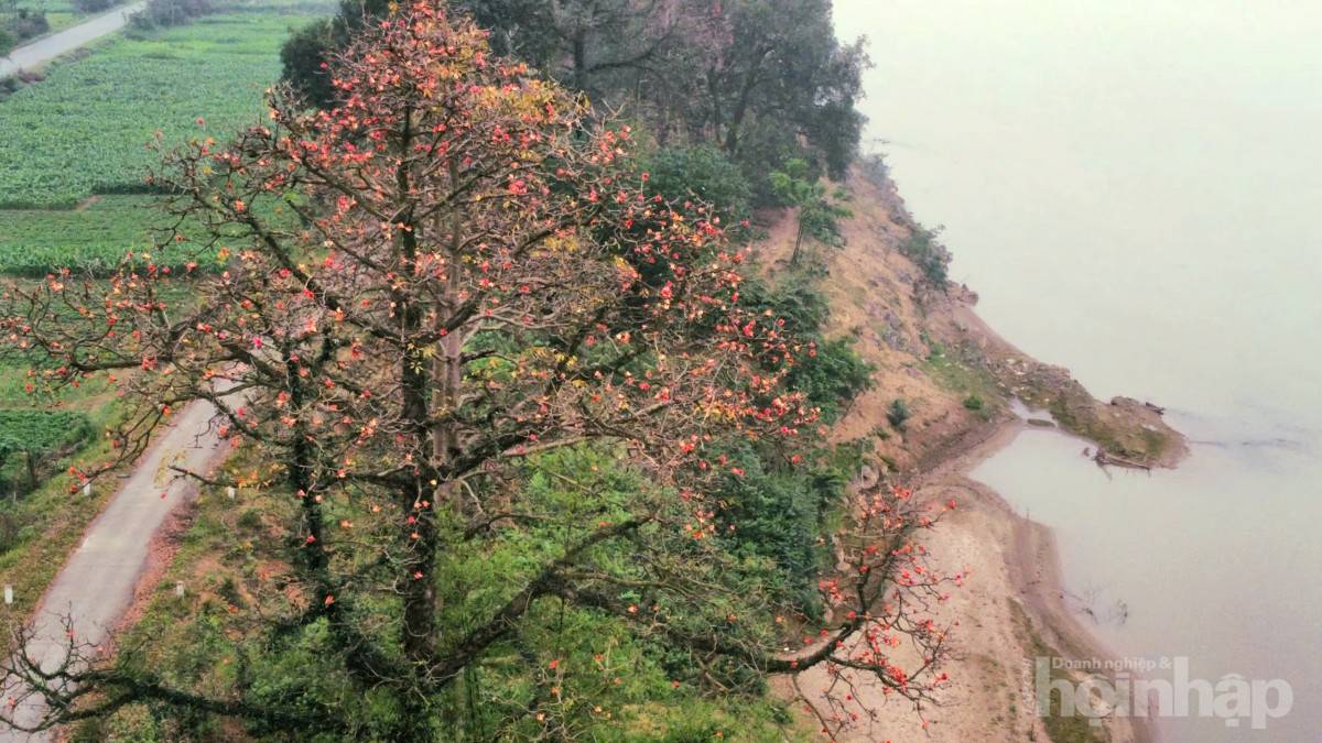 Hàng gạo đỏ thắm bên hữu ngạn sông Hồng
