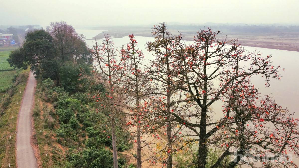 Hàng gạo đỏ thắm bên hữu ngạn sông Hồng