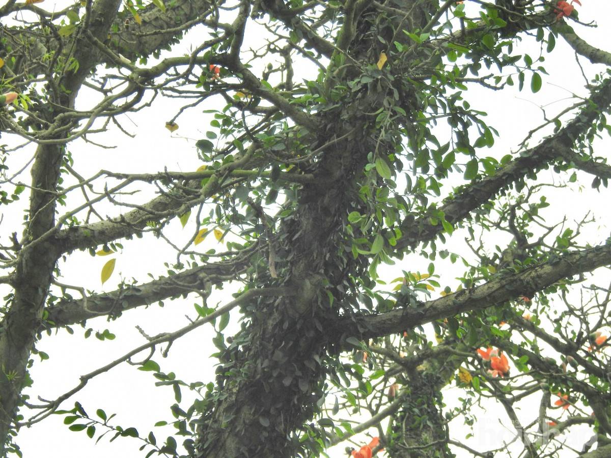 Hàng gạo đỏ thắm bên hữu ngạn sông Hồng