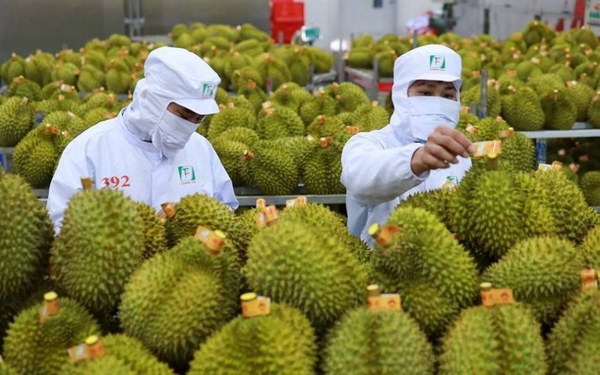 Nông sản Việt “thắng lớn” quý I: Trung Quốc dẫn đầu tiêu thụ Nông sản Việt “thắng lớn” quý I: Trung Quốc dẫn đầu tiêu thụ