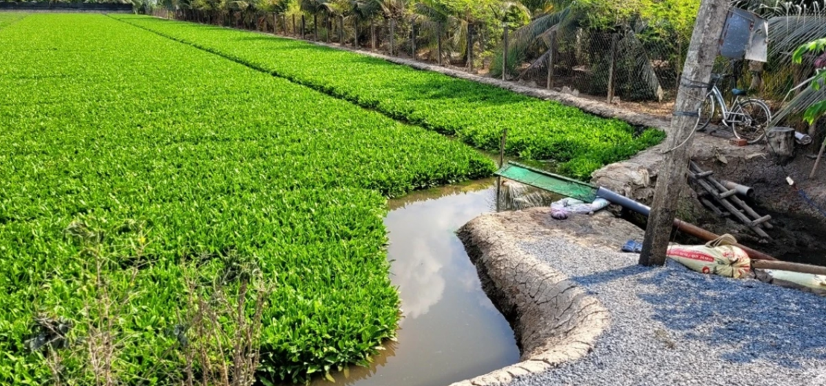 Vùng trồng rau của người dân tỉnh Tiền Giang (ảnh: 