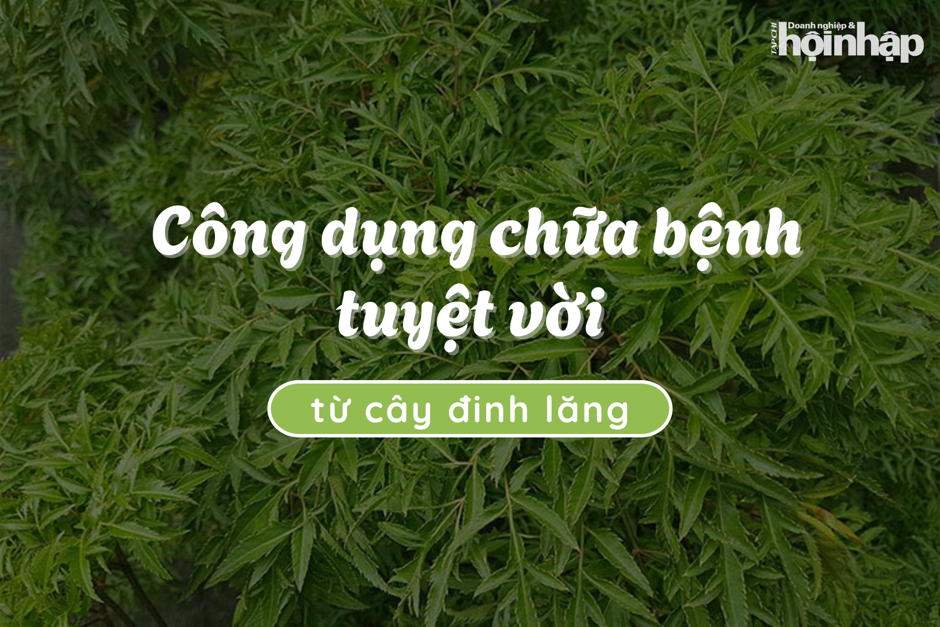 Công dụng chữa bệnh tuyệt vời từ cây đinh lăng