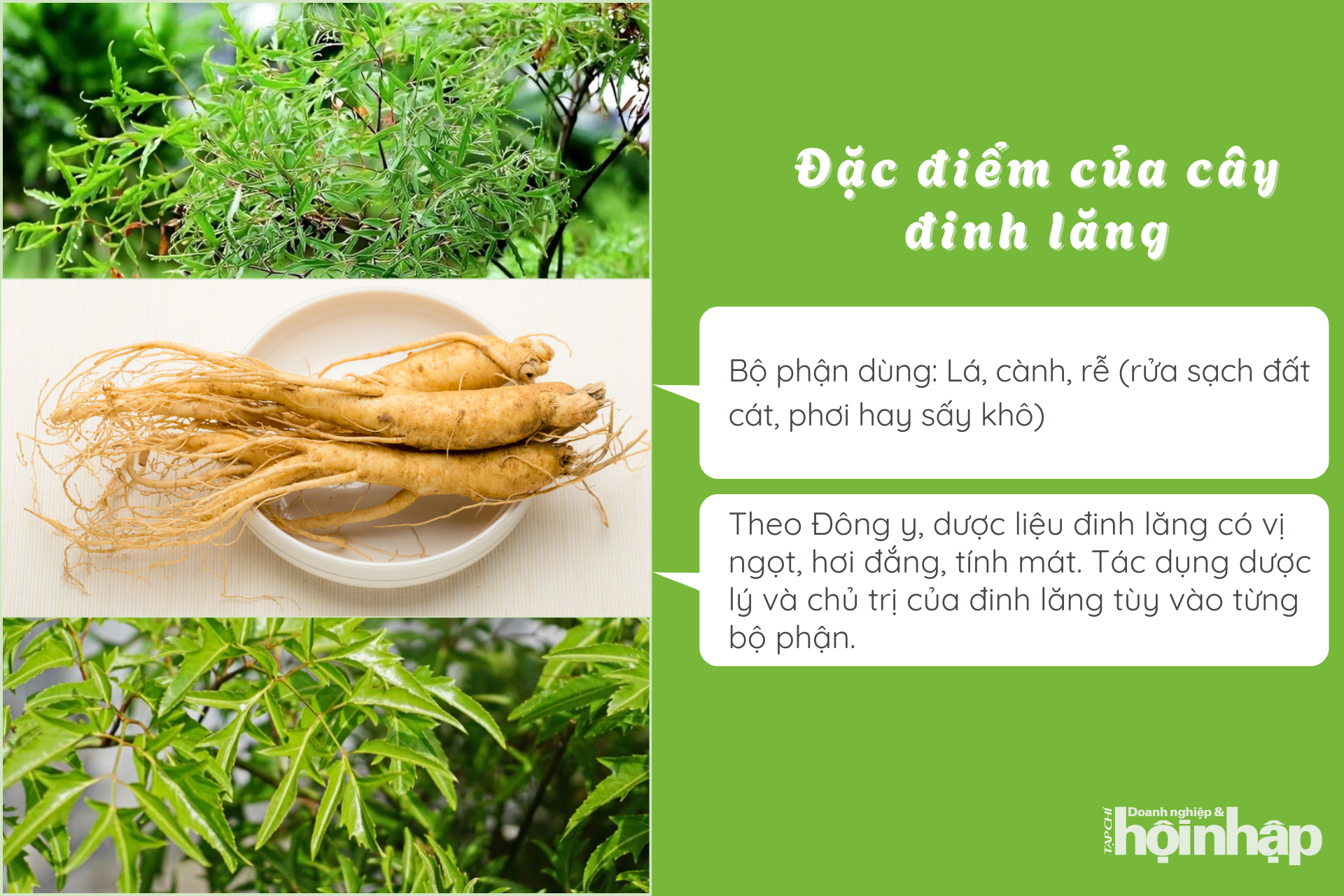 Đặc điểm của cây đinh lăng