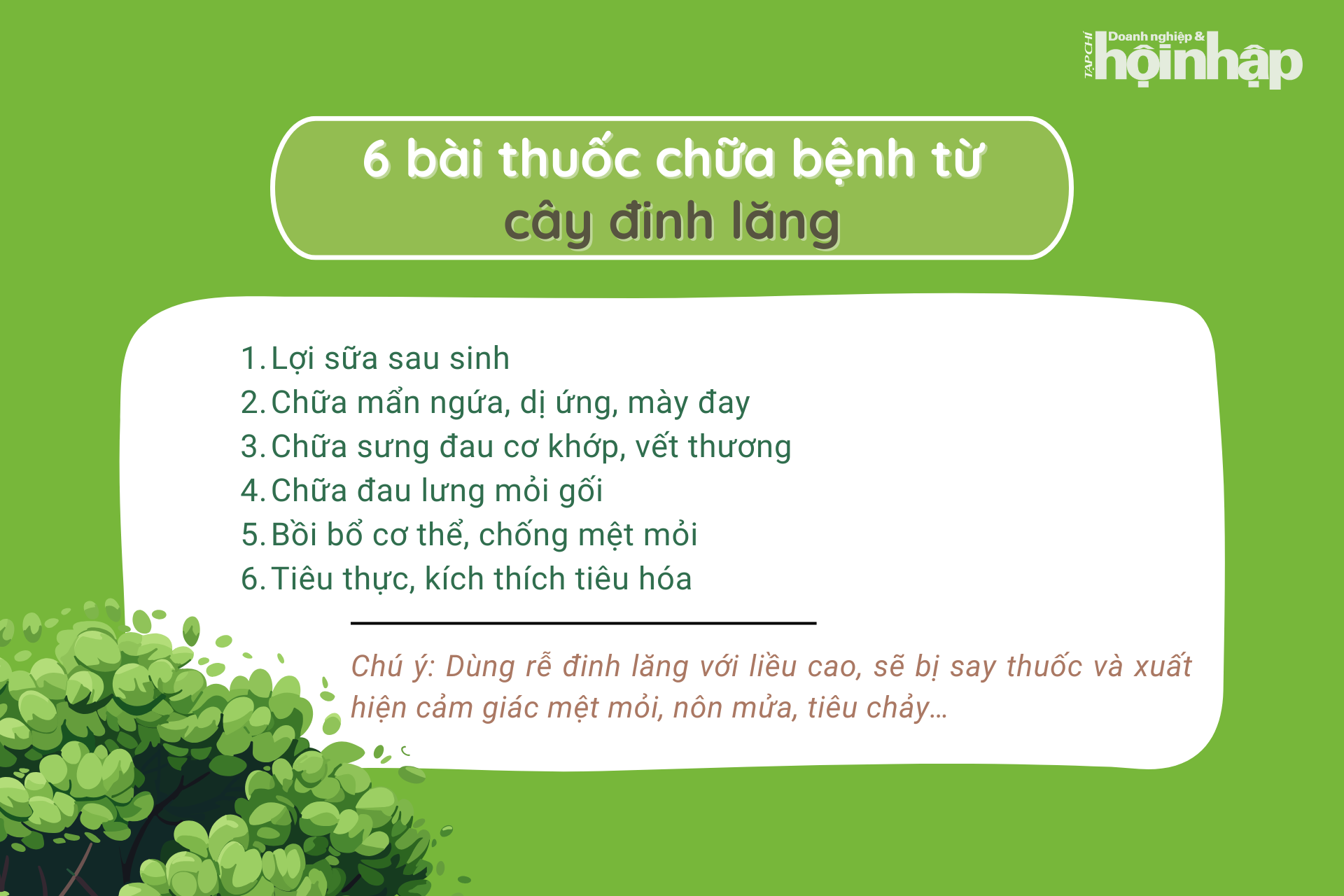 6 bài thuốc chữa bệnh từ cây đinh lăng