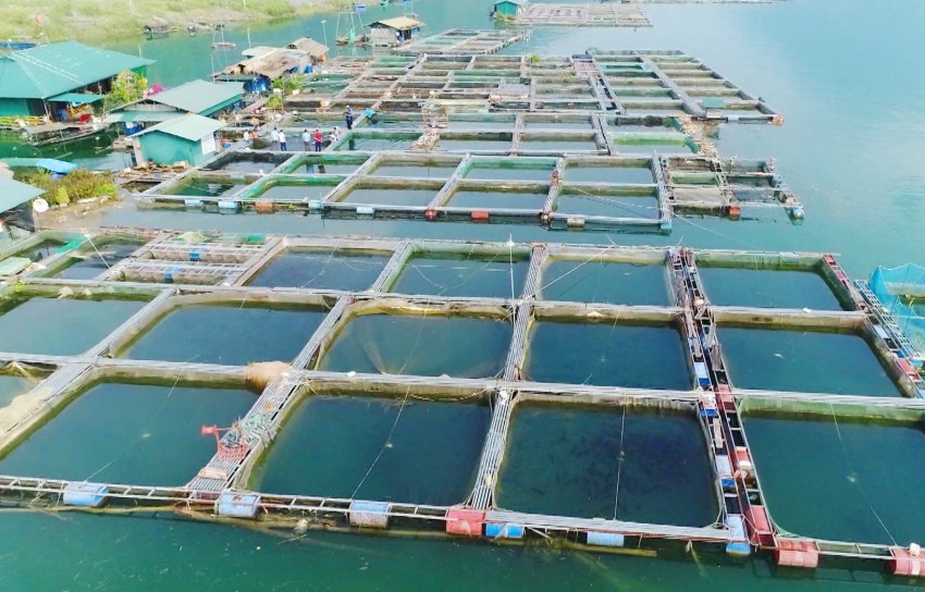 Người dân thị trấn Na Hang phát triển nghề nuôi cá lồng trên hồ thủy điện Tuyên Quang: Hiệu quả từ phát triển nuôi cá lồng trên sông, hồ góp phần thúc đẩy phát triển kinh tế - xã hội