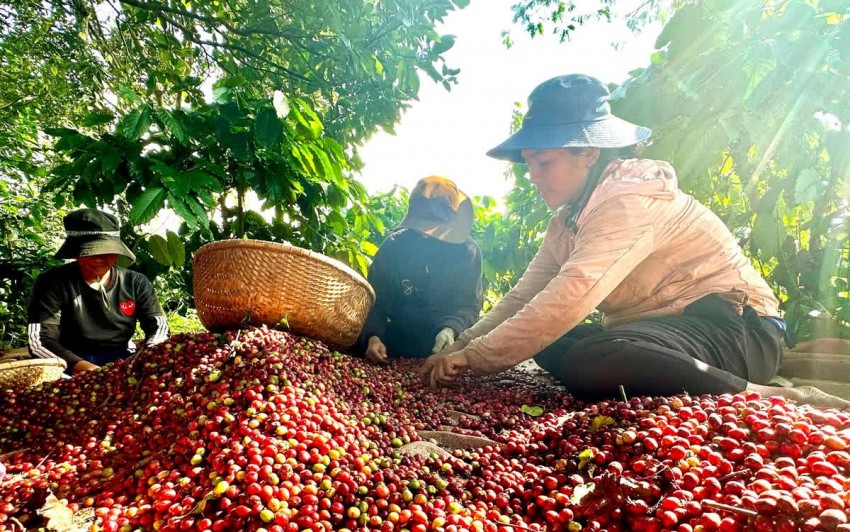 Giá cà phê chạm “đỉnh” lịch sử: Đột phá mới trên thị trường nội địa và quốc tế