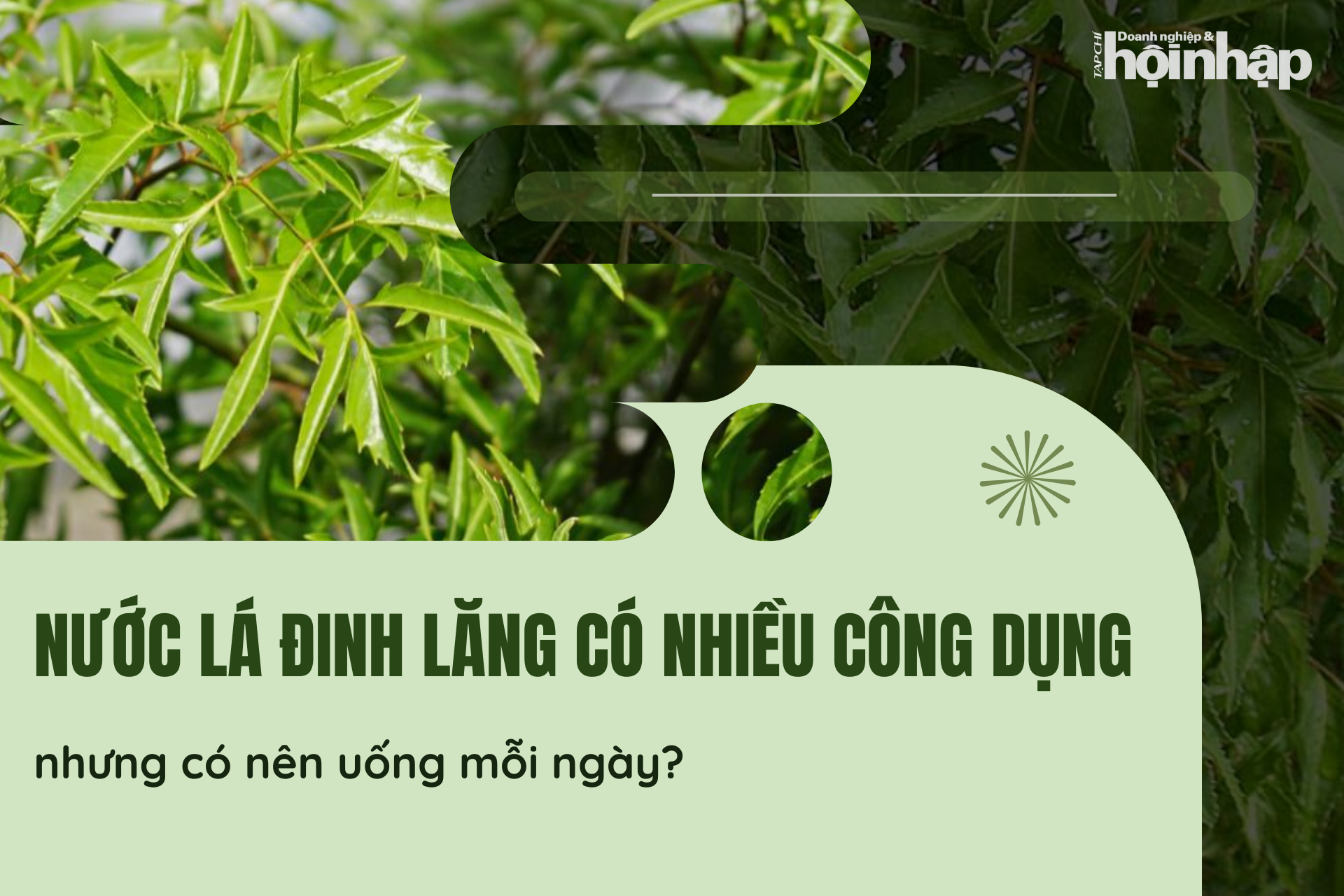Nước lá đinh lăng có nhiều công dụng với sức khoẻ nhưng có nên uống mỗi ngày?