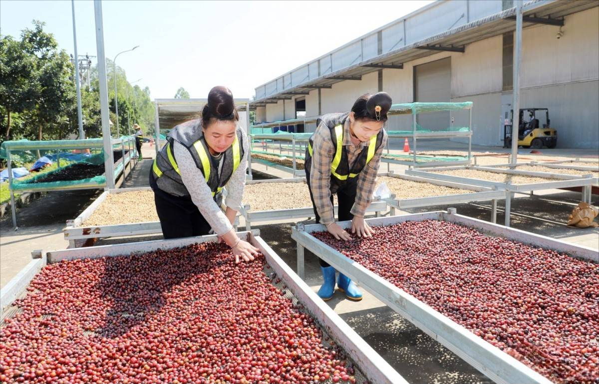 Phát triển bền vững cà phê Sơn La