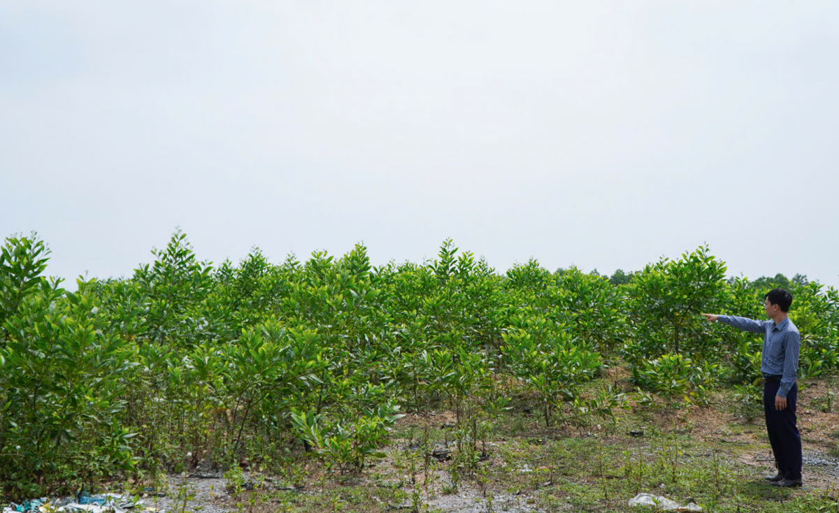 Quảng Trị: Dự án 371 tỉ đồng “ngủ quên”, đất bị bỏ hoang biến thành rừng keo tự phát