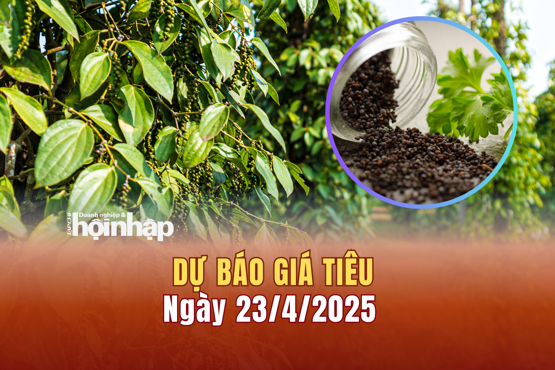 Dự báo giá tiêu 23/4/2025 Dự báo giá tiêu 23/4/2025