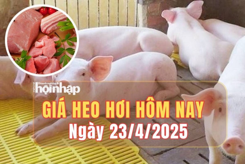 giá heo hơi