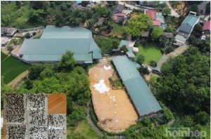 Phú Thọ: Nỗi khổ của người dân xã Hưng Long, huyện Yên Lập từ một trang trại gà không phép