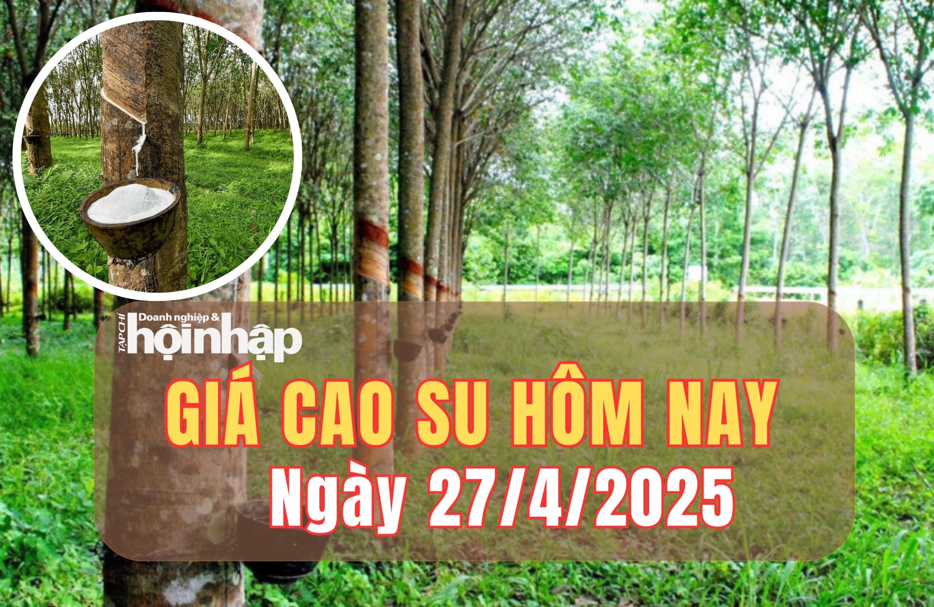 Giá cao su hôm nay 27/4/2025: Giá cao su trên các sàn giao dịch chủ chốt đồng loạt giảm, trong nước ổn định