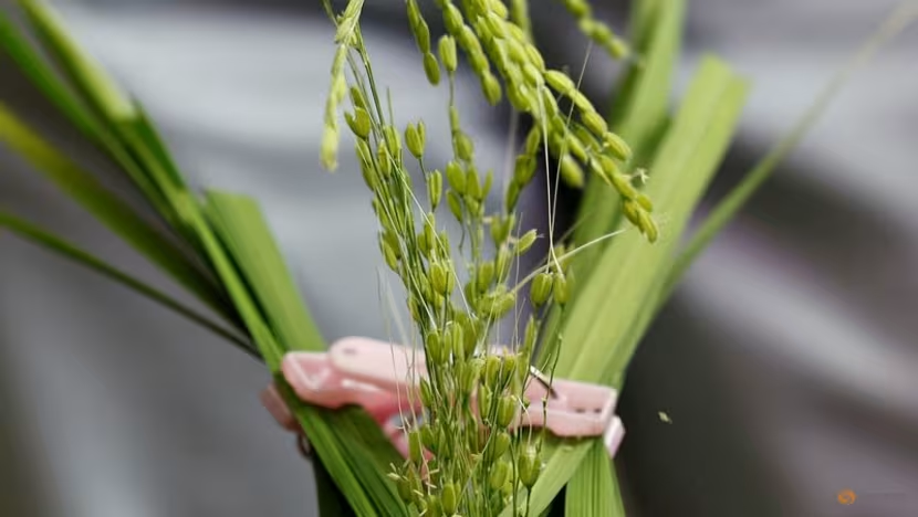 Giá gạo tại Nhật Bản tăng cao kỷ lục, nhập khẩu dự kiến bùng nổ