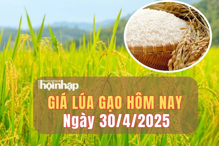 giá lúa gạo