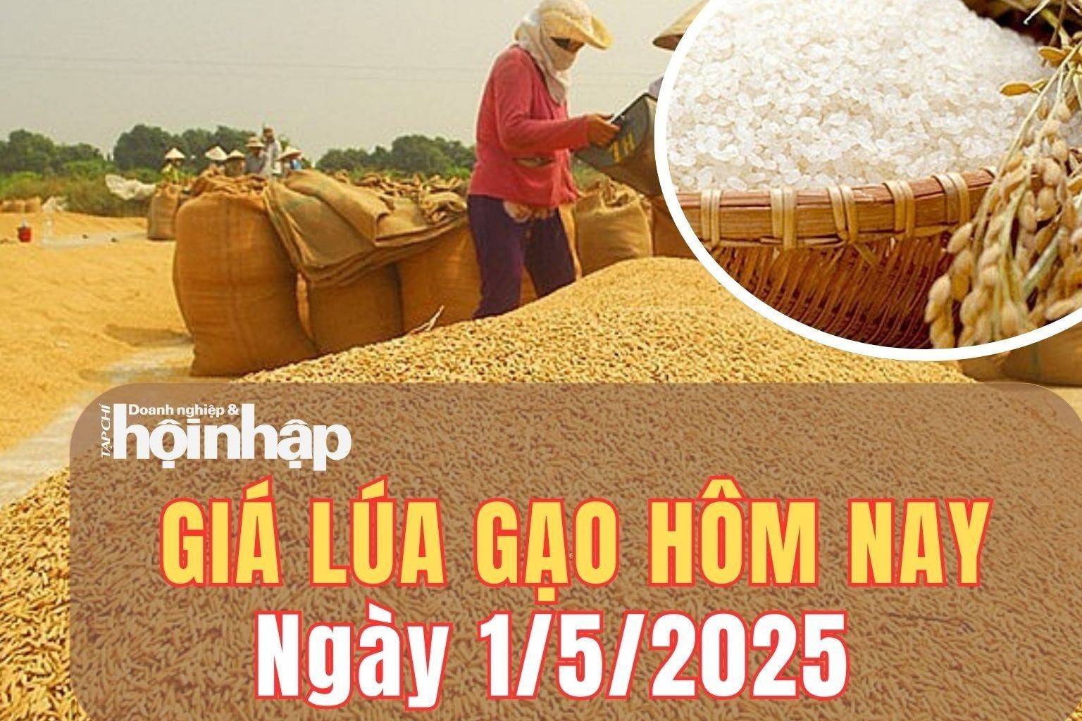 Giá lúa gạo hôm nay 1/5/2025: Giá lúa gạo chủ yếu đi ngang