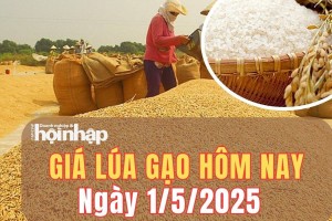Giá lúa gạo hôm nay 1/5/2025: Giá lúa gạo chủ yếu đi ngang