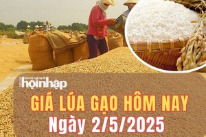 Giá lúa gạo hôm nay 2/5/2025: Giá lúa gạo tiếp tục duy trì ổn định