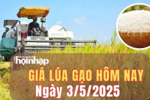 Giá lúa gạo hôm nay 3/5/2025: Giá lúa gạo ổn định trong dịp nghỉ lễ