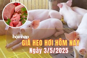 Giá heo hơi hôm nay 3/5/2025: Tại miền Nam, giá heo hơi giảm nhẹ, rời khỏi đỉnh 75.000 đồng/kg