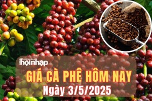 Giá cà phê hôm nay 3/5/2025: Giá cà phê trong nước giảm mạnh 4.000 đồng/kg, thế giới quay đầu tăng