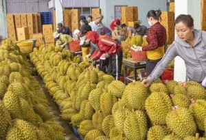 Sầu riêng xuất khẩu lao dốc, nguyên nhân do đâu ?