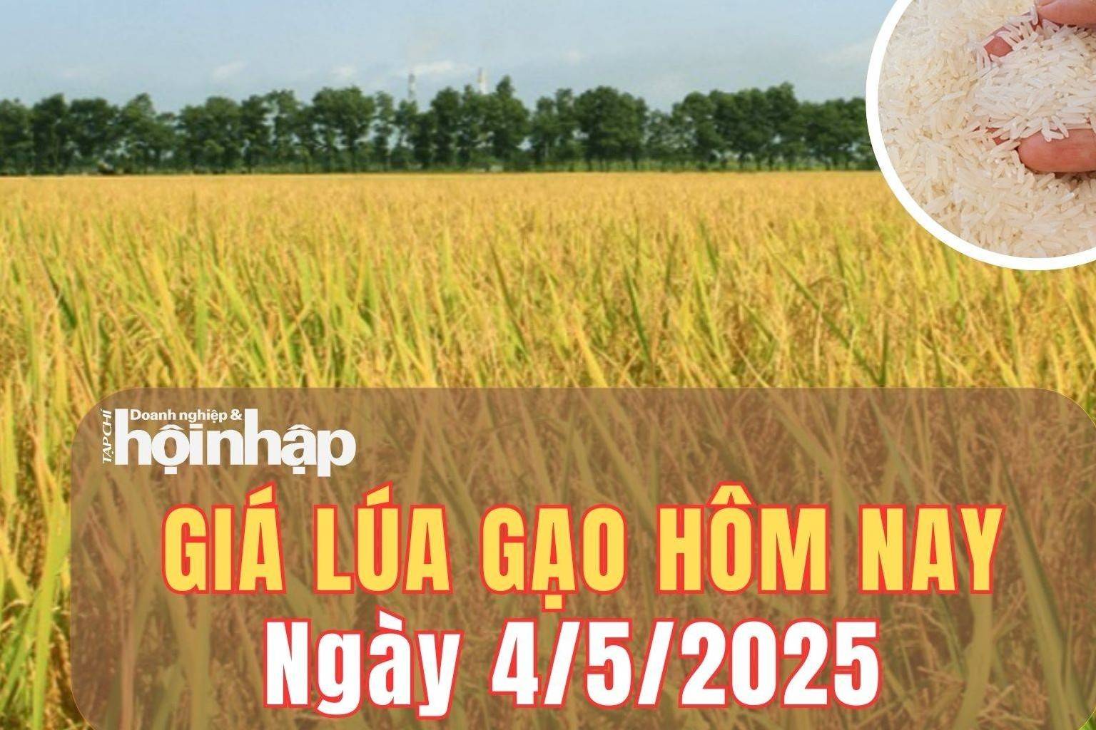 Giá lúa gạo hôm nay 4/5/2025: Giá lúa gạo không biến động, thương lái chờ giao dịch trở lại