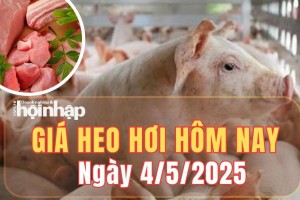 Giá heo hơi hôm nay 4/5/2025: Tuần qua, giá heo hơi ba miền giảm từ 1.000 - 2.000 đồng