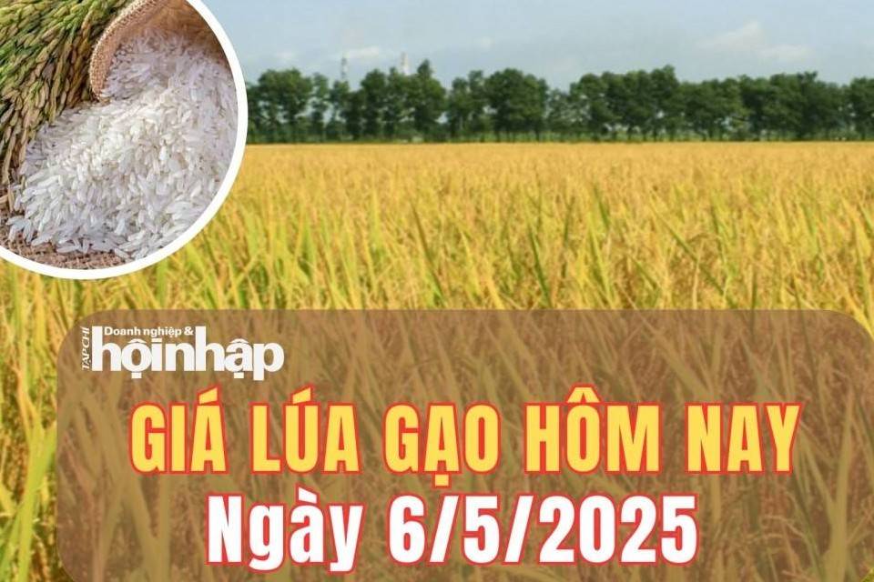 Giá lúa gạo hôm nay 6/5/2025: Giá gạo nguyên liệu tăng, lúa tươi vững giá