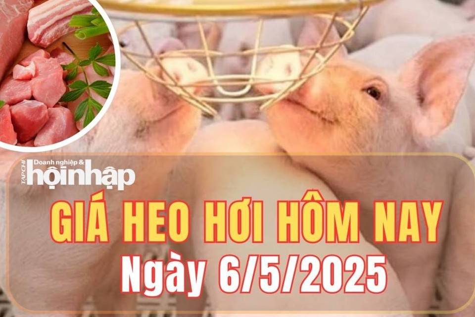 Giá heo hơi hôm nay 6/5/2025: Giá heo hơi giảm nhẹ tại miền Trung và miền Nam
