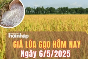 Giá lúa gạo hôm nay 6/5/2025: Giá gạo nguyên liệu tăng, lúa tươi vững giá