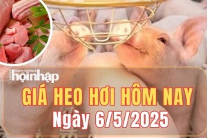 Giá heo hơi hôm nay 6/5/2025: Giá heo hơi giảm nhẹ tại miền Trung và miền Nam