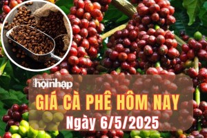 Giá cà phê hôm nay 6/5/2025: Giá cà phê trong nước giảm, arabica tiếp đà tăng nhẹ