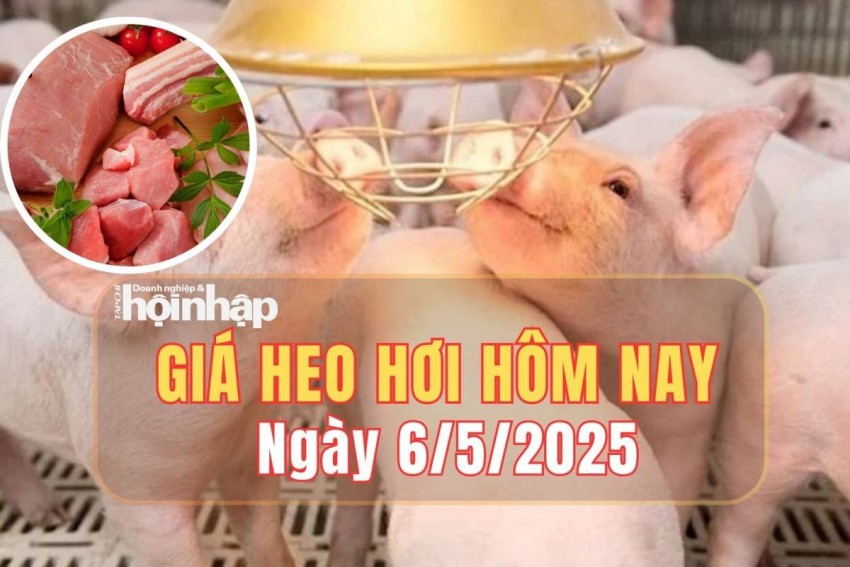 giá heo hơi