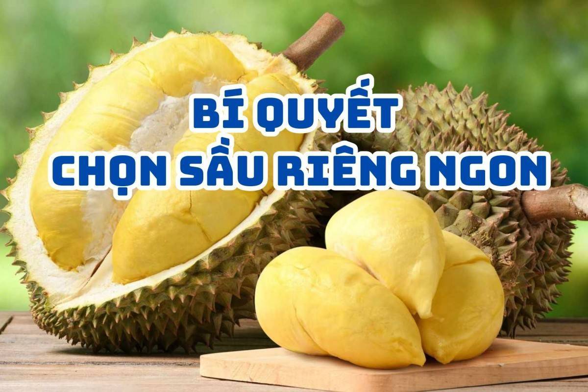 Bí quyết chọn sầu riêng ngon: Cách nhận biết trái chín cây, cơm dày, hạt lép không tẩm hóa chất