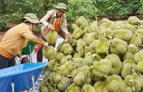 Xuất khẩu rau quả “hụt hơi” đầu 2025, giảm gần 23%