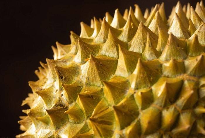 Bí quyết chọn sầu riêng ngon: Cách nhận biết trái chín cây, cơm dày, hạt lép không tẩm hóa chất