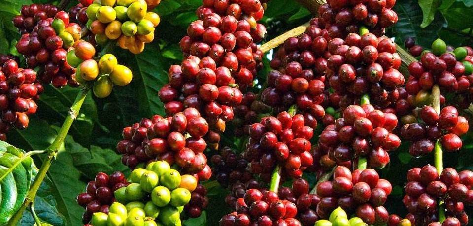 Xuất khẩu nông – lâm - thủy sản 4 tháng đạt 21,15 tỷ USD: Thị trường nào chiếm giá trị lớn nhất?