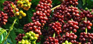 Xuất khẩu nông – lâm - thủy sản 4 tháng đạt 21,15 tỷ USD: Thị trường nào chiếm giá trị lớn nhất?