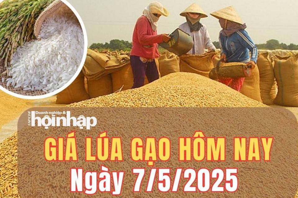 Giá lúa gạo hôm nay 7/5/2025: Giá lúa tươi giảm nhẹ, gạo giữ đà ổn định
