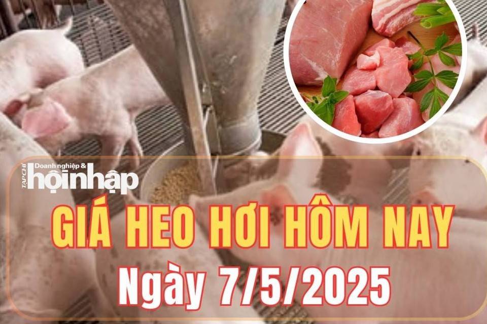 Giá heo hơi hôm nay 7/5/2025: Giá heo hơi biến động nhẹ tại miền Nam