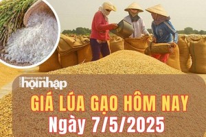 Giá lúa gạo hôm nay 7/5/2025: Giá lúa tươi giảm nhẹ, gạo giữ đà ổn định