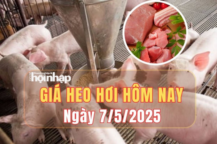 giá heo hơi